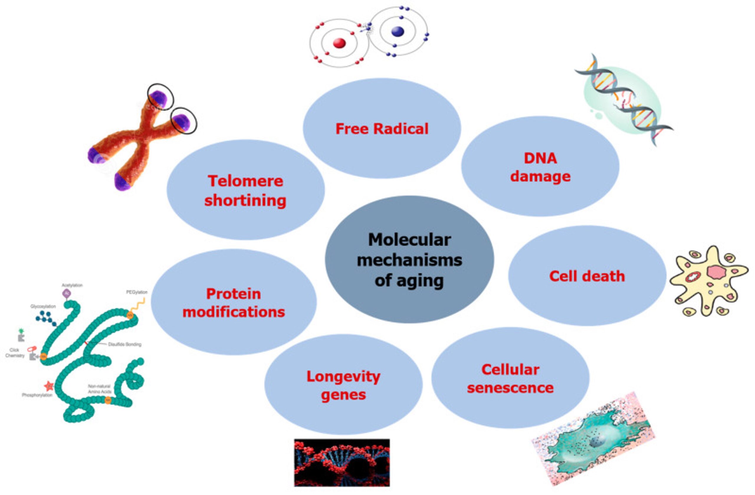 molecular mechanisms of aging